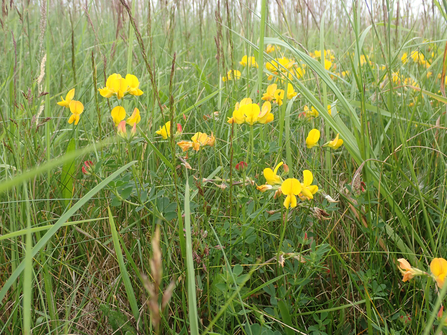 Bird's-foot Trefoil with meadow grasses