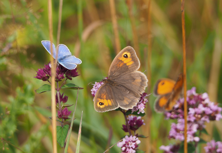 Butterflies on Marjoram (Common Blue, Meadow Brown and Hedge Brown)