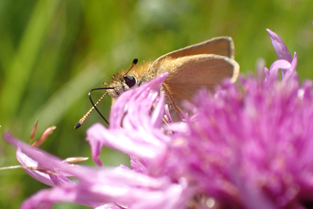 Essex Skipper – A recent coloniser of Montgomeryshire