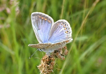 Female Common Blue