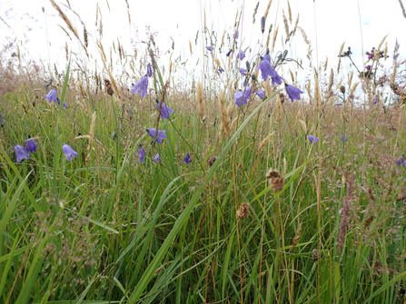 Harebells