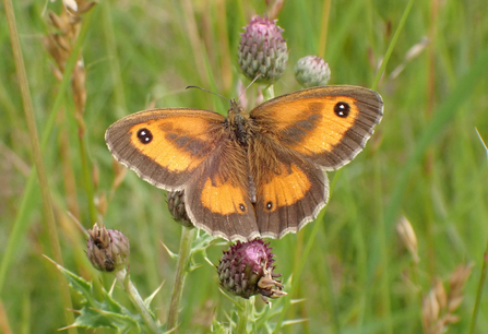 Male Hedge Brown