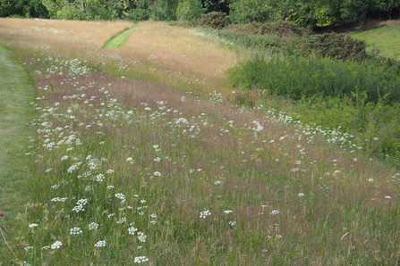 The Meadow in Summer with white umbels of Burnet Saxifrage