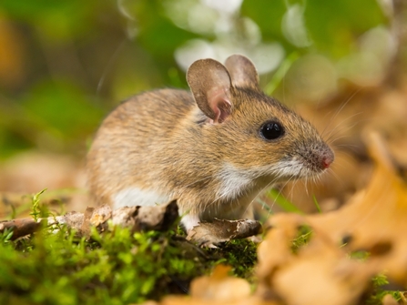 Yellow-necked Mouse Saxifraga-Rudmer Zwerver