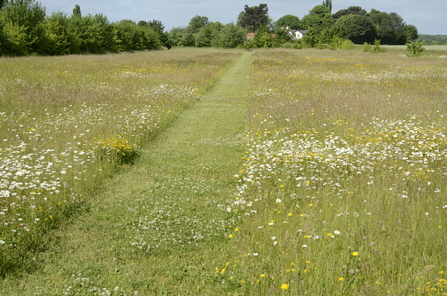 An established wildflower meadow