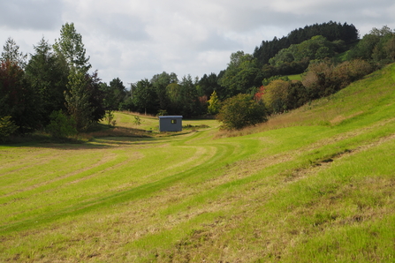 The meadow one week after cutting