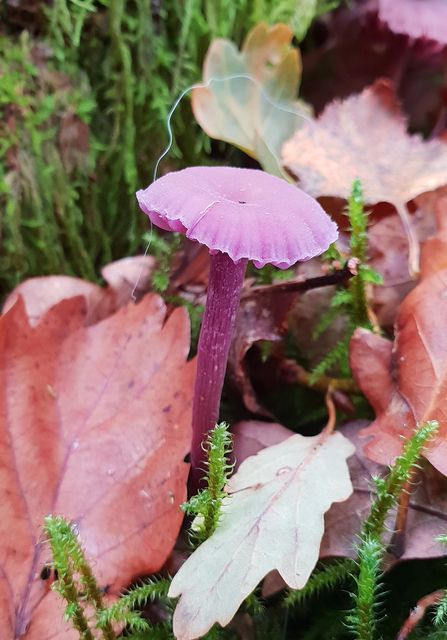 Amethyst Deceiver Laccaria amethystina copyright Tamasine Stretton