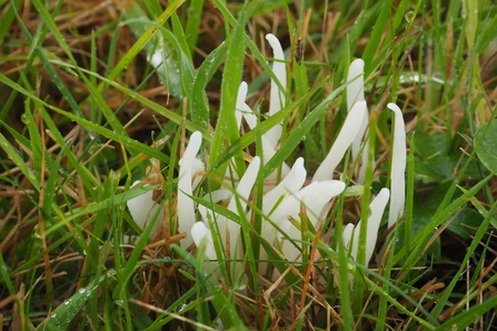 White Spindles (Clavaria fragilis)