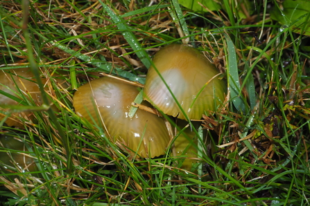 Parrot Waxcap (Gliophorus psittacinus)