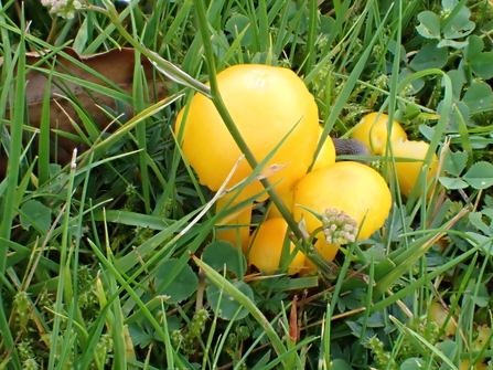 Butter Waxcap (Hygrocybe ceracea)