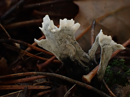Candlesnuff Fungus (Xylaria hypoxylon)