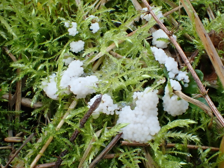 Dog Sick Slime Mould (Mucilago crustacea)  