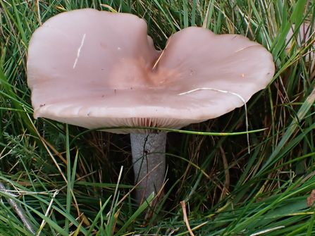 Field Blewit