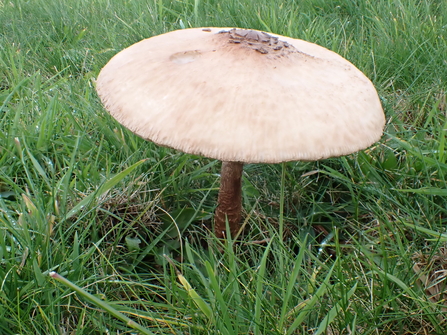 Parasol Mushroom (Macrolepiota procera) .  A spectacular sight on grassland in early autumn