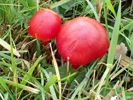 Scarlet Waxcap (Hygrocybe coccinea)