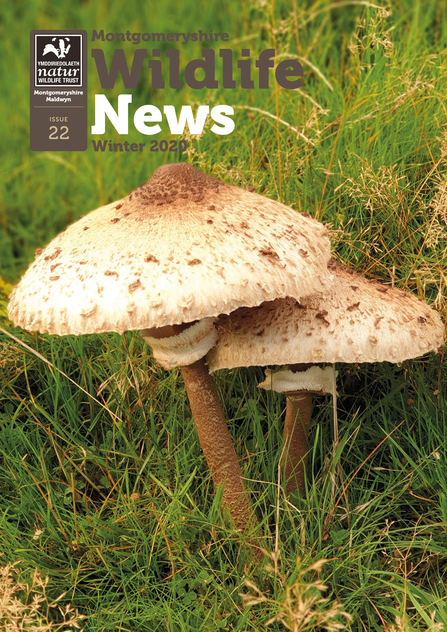 Cover of the Winter 2020 issue of Montgomeryshire Wildlife News MWT's newsletter
