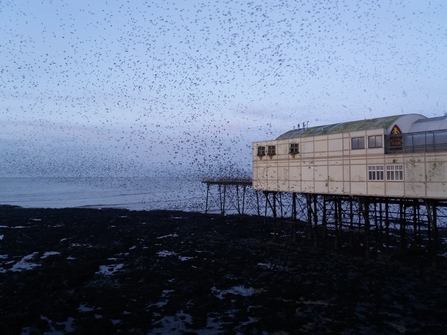 Starling murmuration at Aberystwyth