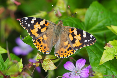 Painted Lady butterfly – Feeding up for a 9000 mile migration