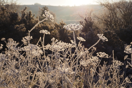 Burnet Saxifrage seed heads after hoar frost