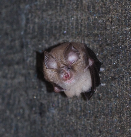 Lesser Horseshoe Bat in a summer roost 