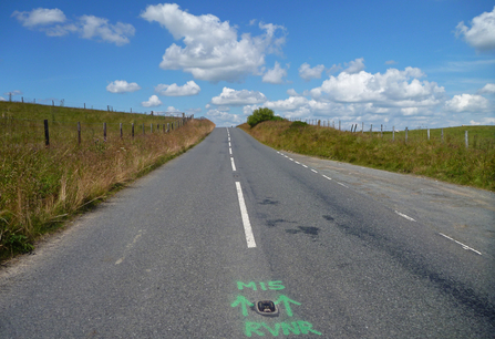 Road Verge Nature Reserve (RVNR) on a mountain road in Wales copyright MWT