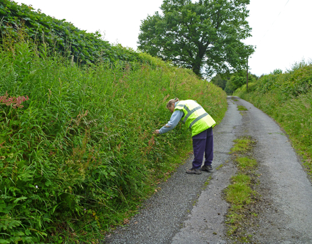 Road verge being surveyed copyright Montgomeryshire Wildlife Trust