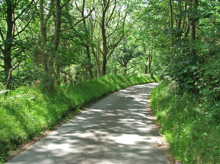 Unclassified road through a woodland copyright MWT