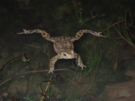 Common Toad