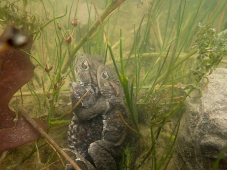 Mating toads