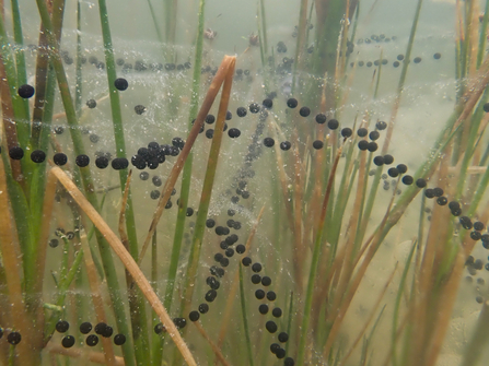 Toad spawn