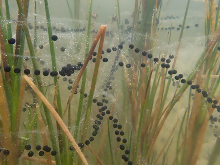 Toad spawn