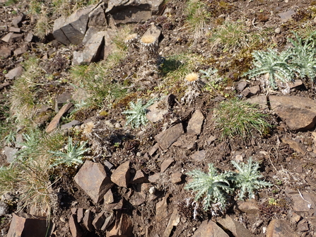 Carline Thistle