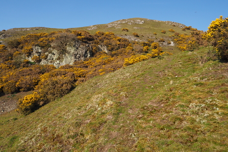 Area of xerophytic grassland