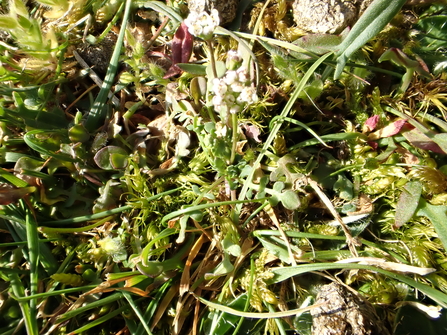 Shepherd’s Cress