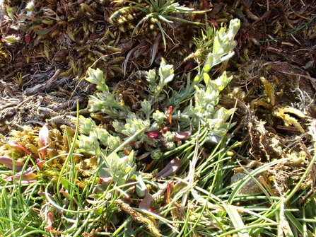 Small Cudweed