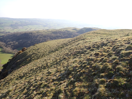 Xerophytic grassland