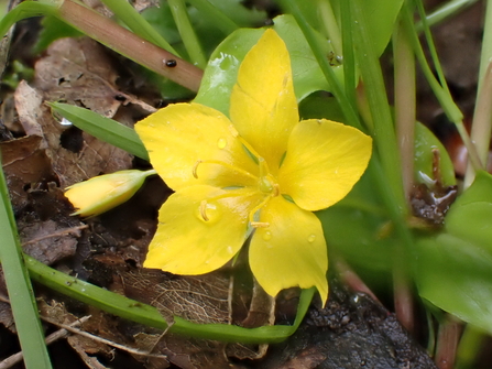 Yellow Pimpernel