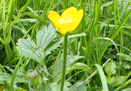 Creeping Buttercup flower showing light reflection