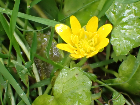 Lesser Celandine