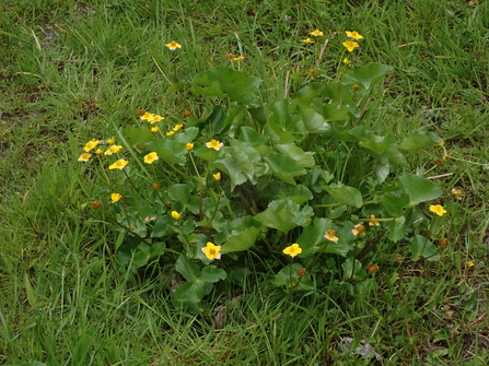 Marsh Marigold