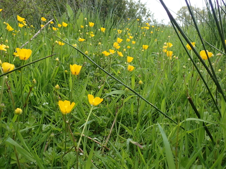 Creeping Buttercup