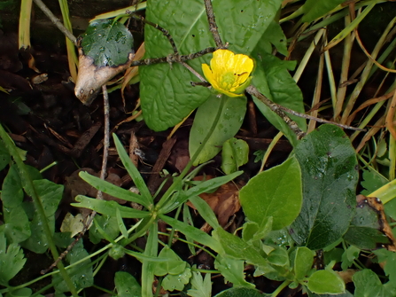 Goldilocks Buttercup