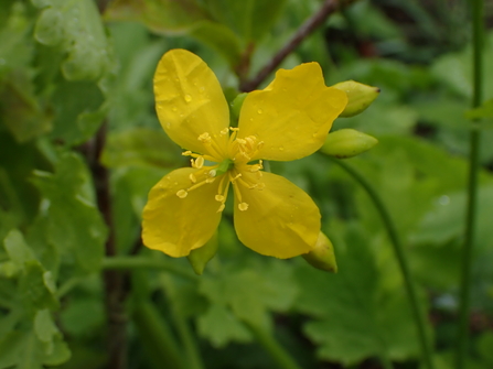 Greater Celandine