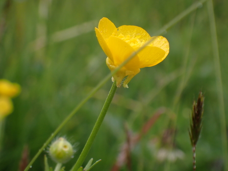 Bulbous Buttercup 