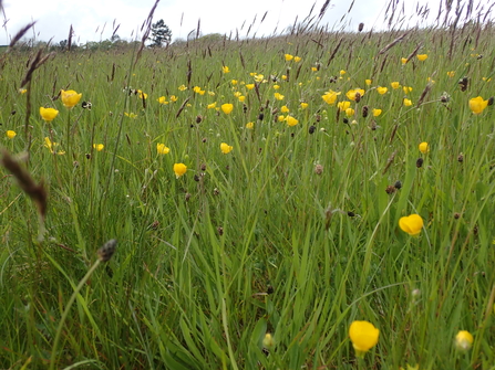 Bulbous Buttercups