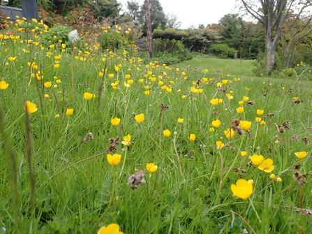 Creeping buttercups and Field Woodrush