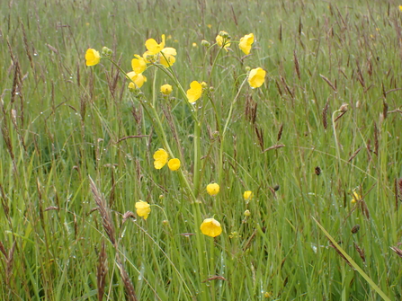 Meadow Buttercup
