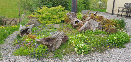 Domestic garden full of spring flowers copyright Tamasine Stretton