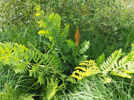 Royal Fern showing characteristic fertile pinnae