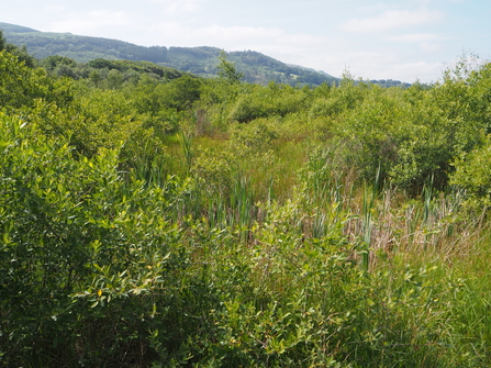 Typical vegetation today at Cors Dyfi with a mixture of open marshy areas and short scrub
